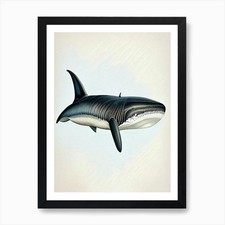 Basking Shark 2 Vintage Art Print Framed Wall Art Poster Canvas Print Picture