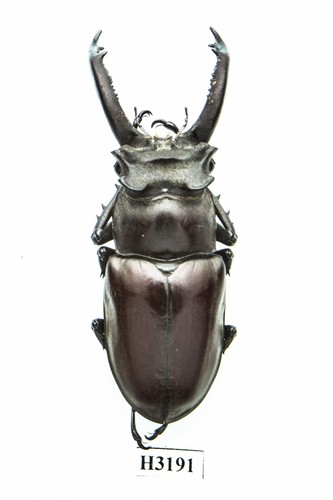 2 A-1 Mesotopus Regius 74mm Cameroon Male/female Lucanid Stag Beetle, Real Unmounted Beetle