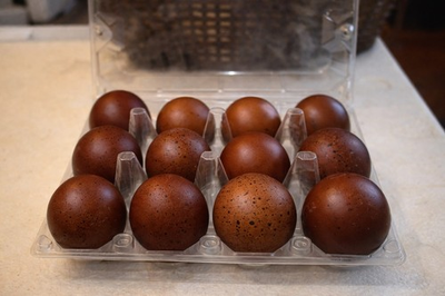 #ad 12 Fertile Maran Hatching Eggs Black Copper Blue Wheaten DARK Chocolate. $55.00