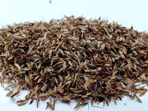 150+ SeedsLEMONGRASS SEEDS LEMON GRASS CYMBOPOGON FLEXUOSUS MOSQUITO REPELLENT - Picture 2 of 3