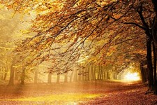 Landscape forest fall sunbeams mist trees netherlands Custom Gaming Mat Desk