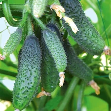 Seeds Cucumber Vegetable Early Giant F1 Organic Non GMO Ukraine