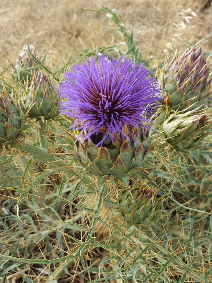 CARDO MARIANO sylibum marianum MEDICINAL 200 semillas seeds