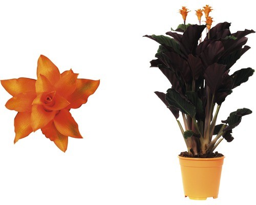 Korbmarante FloraSelf Calathea crocata 'Tassmania' H 45-50 cm  14 cm Topf  8713626140167 | eBay.de