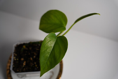 pansy seeds from plants Top Wave Marina Pansy Seeds