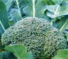 Broccoli De Cicco Seeds 300+ Seeds  NON-GMO--BUY 4 ITEMS FREE SHIPPING!!!!!!