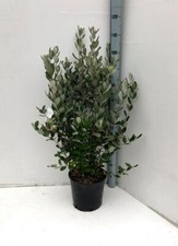 Feijoa "Acca sellowiana" Guayabo del Brasile pianta in vaso ø33 cm h. oltre 1 mt