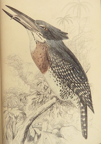 1840 BIRDS Ornithology William Jardine Western Africa Naturalist Color Plates - Picture 19 of 24