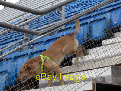 Foto 6x4 Schnüffelhund im Einsatz Edinburgh Militär Schnüffelhund arbeitet um 2008