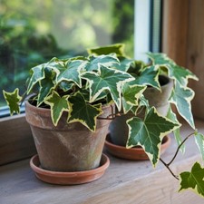 Green White Ivy Plant Live, Well-Rooted Starter Plant, 4 Inch Pot