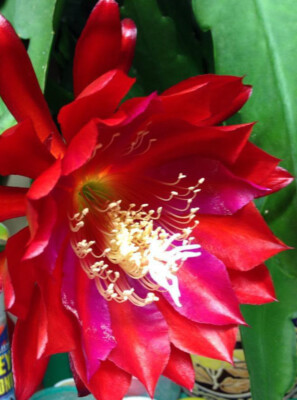 Epiphyllum Orchid RED Cactus unrooted 20cm+ Cutting | eBay