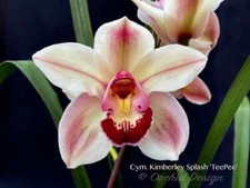 Cymbidium Kimberley Splash 'TeePee'   Very Showy 