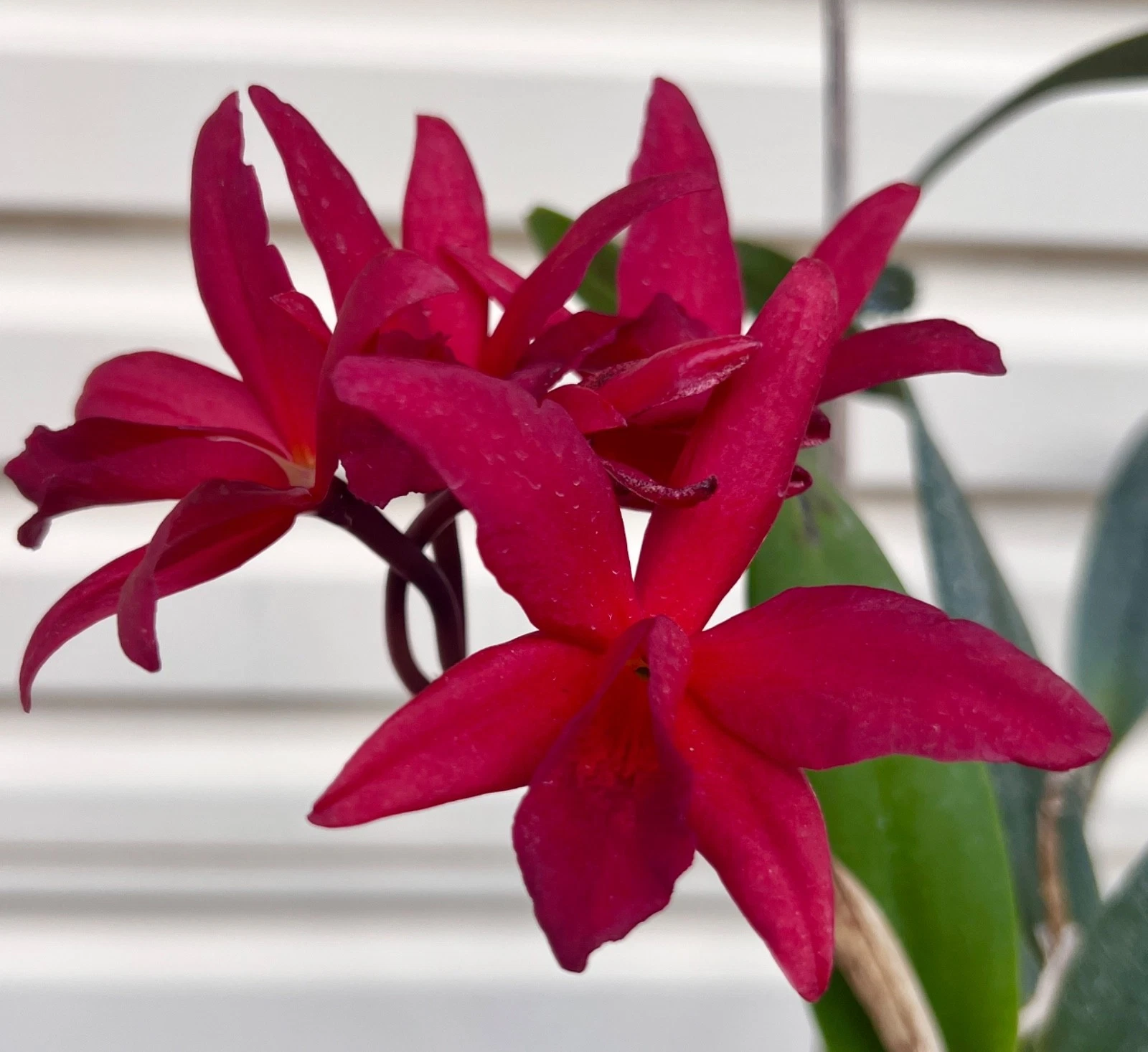 CATTLEYA LAELIA HYBRID RED MILLERI FLOWERING SIZE ROOTED CUTTINGS PLANT 055-5
Opens in a new window