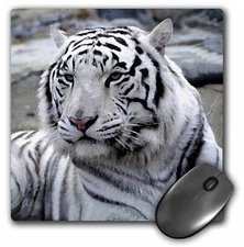 3dRose White Tiger MousePad