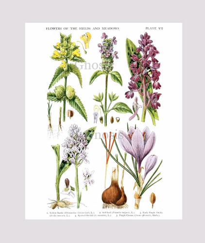 Girls Room Decor Butterflies & Wildflowers set of 6 Botanical Wall Hanging Art - Picture 6 of 7