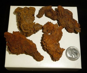 Coprolite Petrified Fossil Turtle Poop 102 grams Terrific 4 Piece Lot | eBay