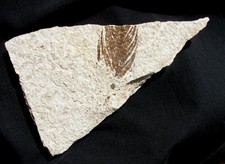 VERY RARE, VERY DISTINCT  FOSSIL BIRD WING FEATHER FROM THE WYOMING FISH LAYERS!