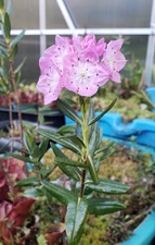 🔥 NEW! Carnivorous Plant Bog Companion Bog LAUREL Shrub Potted Live Plant!