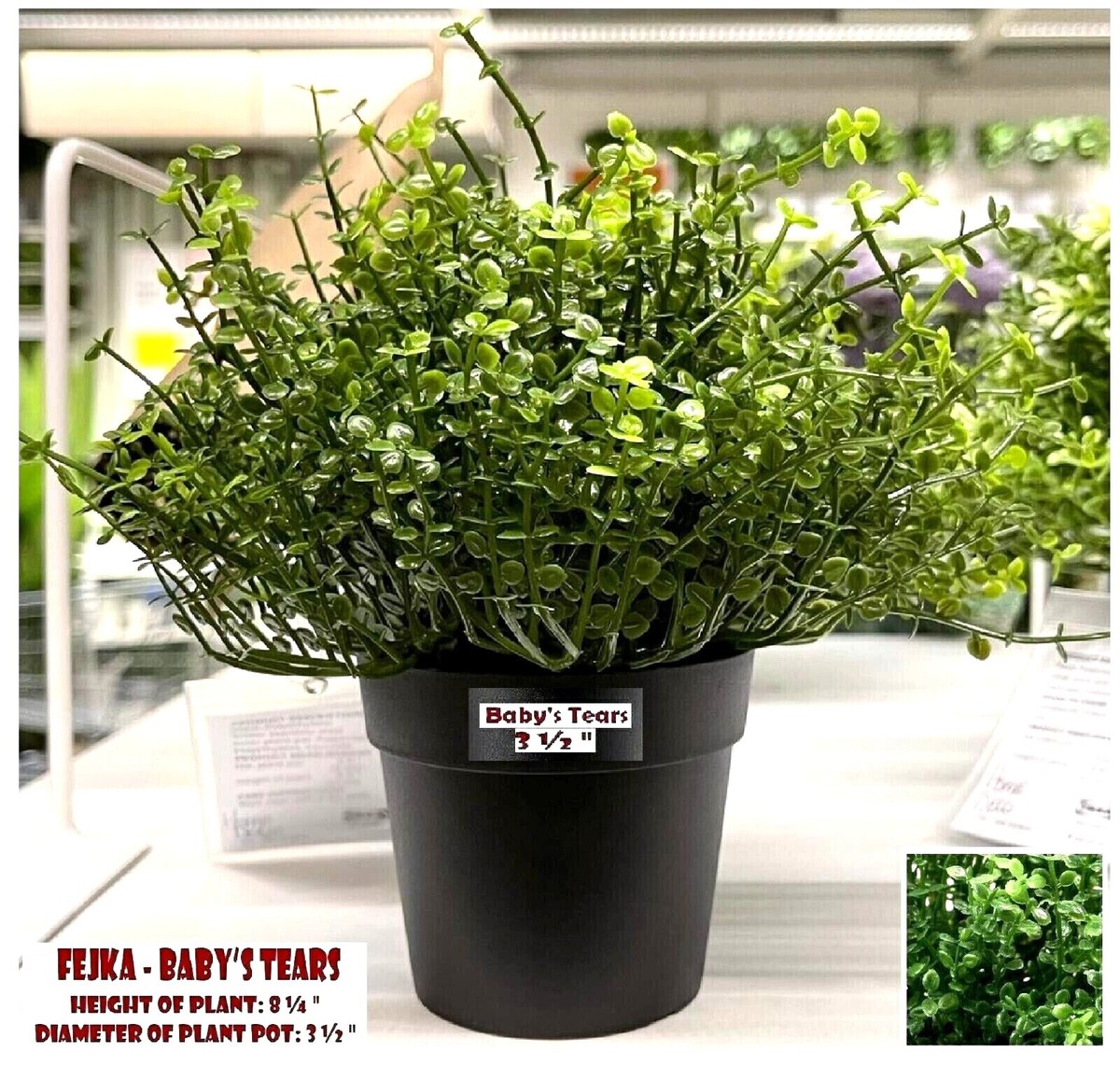 IKea FEJKA BABY'S TEARS 3 " Artificial Potted Plant Indoor/ Outdoor Brand  New | eBay