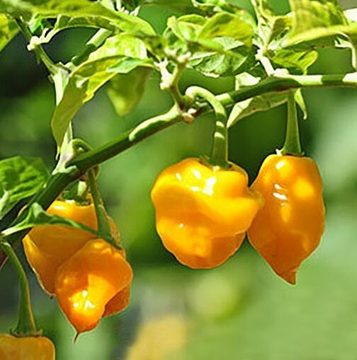 100 PCS Hot Chili Pepper Vegetable Seeds Basket of Fire