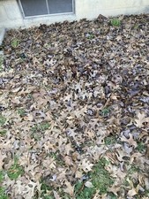 2 Gallons Organic Oak Leaf Litter - PESTICIDE FREE - FREE SHIPPING 
