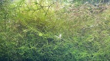 Guppy Grass Live Aquarium Plant - Najas Guadalupensis - Local Pickup