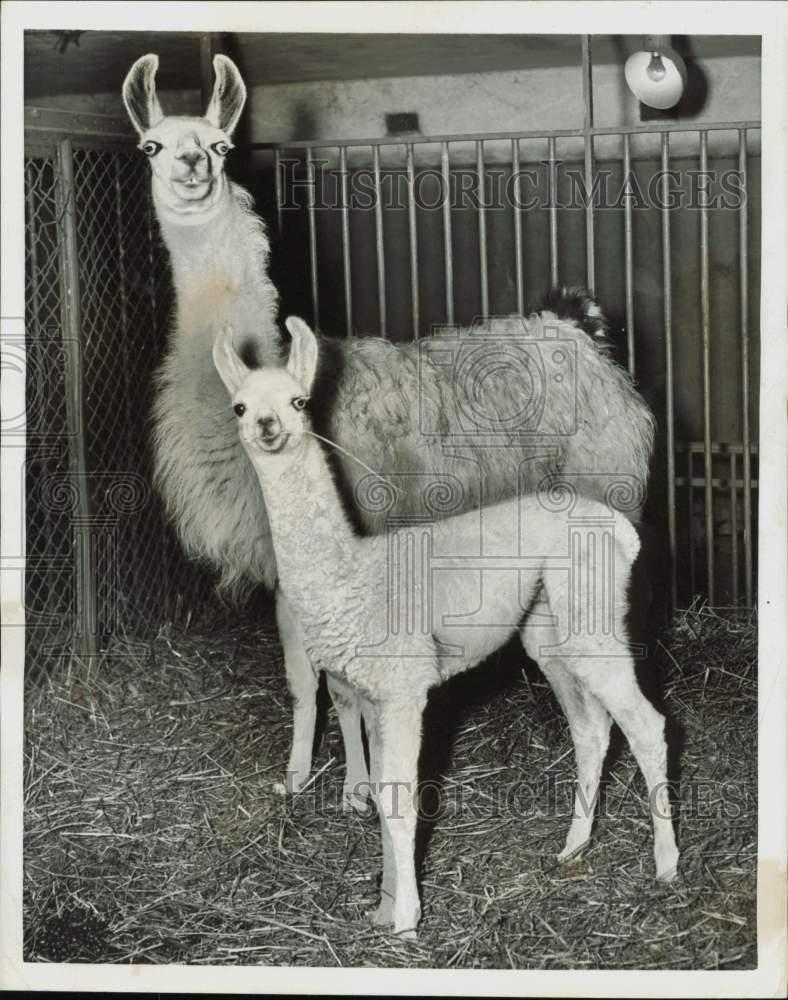 1959 Press Photo A mom and baby llama in their enclosure