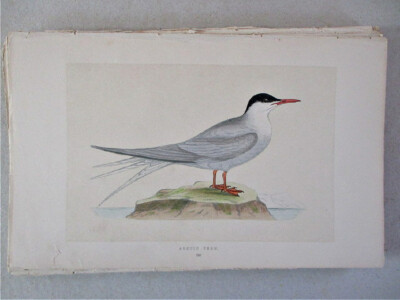 Vtg Print,  ARCTIC TERN,  1852, British Birds, F.O.MORRIS, Colored, 6'' x 10''