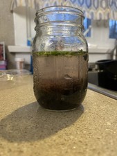 California Blackworm Starter Culture