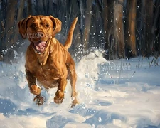 Snowy Vizsla Running - 8x10 Matte Print