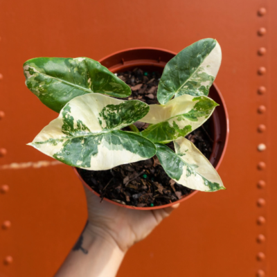 zimmerpflanze violett Tradescantia Zebrina Violett Hngepflanze | 25 cm