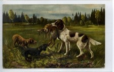 (Gd1936) Hunting themed Card, Gun Dog, Cocker Spanielwith Rabbit c1910
