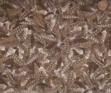Wildlife birds feathers brown gray David fabric