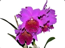 Cattleya Rlc Nakagami Grace Purple Pink Fragrant Large Orchid Hybrid 4.5” Pot