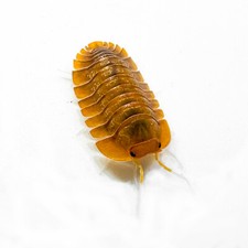 Isopod Factory 6 Troglodillo Sp. Sunset Isopods Bioactive Clean Up Crew