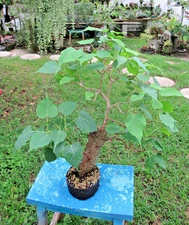 Ficus religiosa, Sacred Buddhi Peepul Fig Tree, Indoor/outdoor Tropical Bonsai