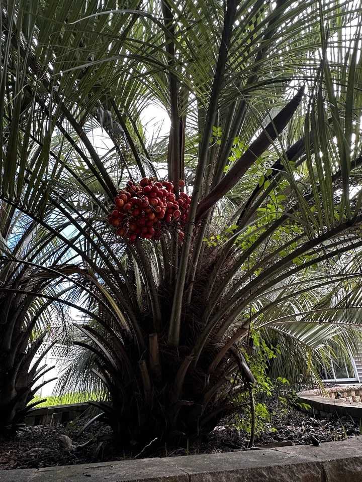 🌴 10x-Per Order! Pindo (Jelly) Palm Tree Seeds (Butia Capitata) Cold-Hardy! 🌴 - Image 3 of 4