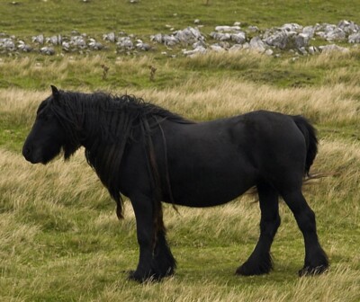 Dales Pony Black GLOSSY POSTER PICTURE PHOTO PRINT BANNER 12718