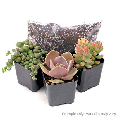 MCG Succulent Trifecta™ 3 Plant Arrangement Kit - Classic Beauties | eBay