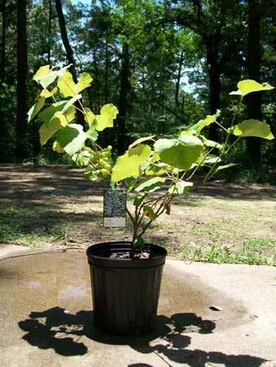 CHAMPANEL GRAPE 2Gal Live Healthy Vine Plant Sweet Grapes Vineyards FREE RECIPE! - Image 2 of 2