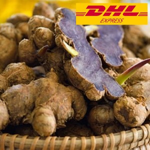 Black Ginger Plant Kaempferia Parviflora Thai Herb Thai Krachai Dam 8bulbs Ebay