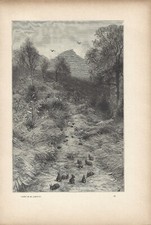 Stampa antica CONIGLI SELVATICI O LEPRI IN CAMPAGNA 1891 Old antique print