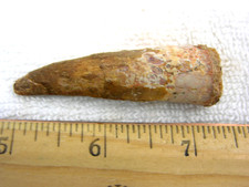 Dinosaur fossil tooth Spinosaurus Cretaceous Era bigger 2.46 inch long es31