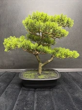 *NEW IN BOX*  Artificial Bonsai Tree - 14.5”Potted Faux Plant by Pure Garden