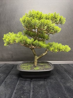 *NEW IN BOX*  Artificial Bonsai Tree - 14.5 Potted Faux Plant by Pure Garden