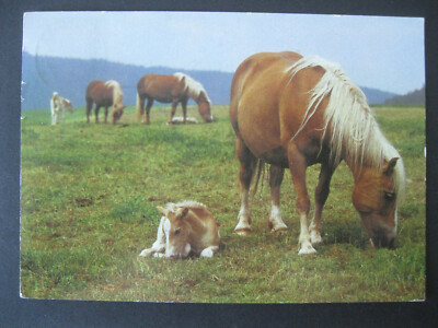 Postcard postcard horse horses in the pasture Planet-Verlag Berlin