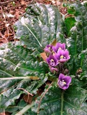 MANDRAKE MANDRAGORA AUTUMNALIS 10 SEEDS CHEAPEST ON EBAY 100% FB