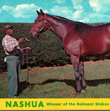c1958 Vintage Nashua Racehorse Belmont Stakes LusterChrome Unposted Postcard