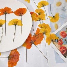 12PCS Real Pressed Dried flowers with stem, Yellow Orange daisy Flower FHT39