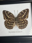 Vintage Lot of 2 Real Butterflies in 5x5” Framed Glass Display TAXIDERMY Rare — photo 3